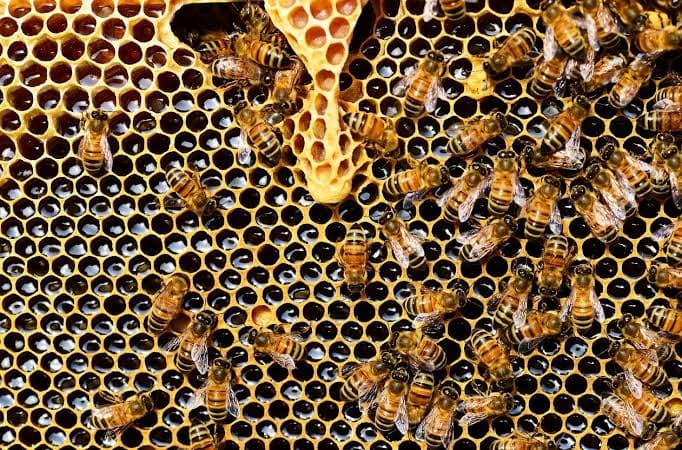 Premium honey and pantry ingredients