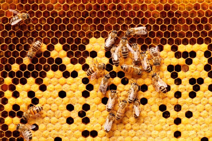 Premium honey and pantry ingredients